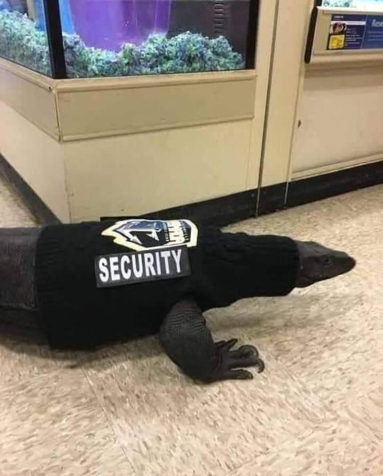 Security lizard