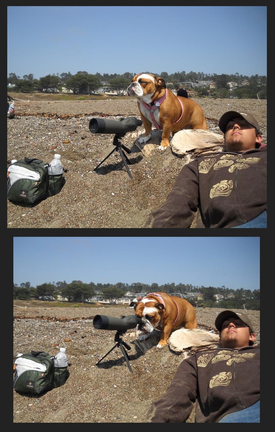 Smart dog