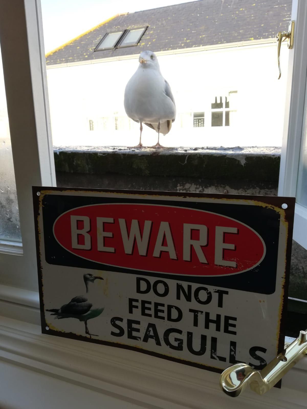My brother has been feeding a seagull scraps from his windowsill for weeks, so my girlfriend bought him this sign. Safe to say the seagull was not impressed.