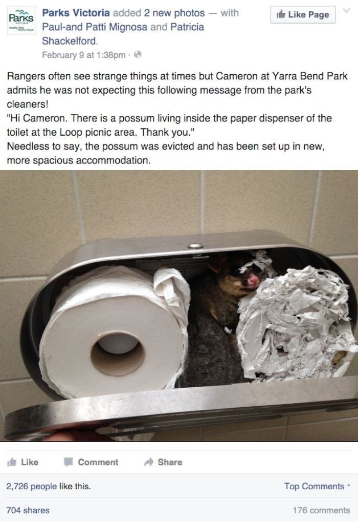 possum