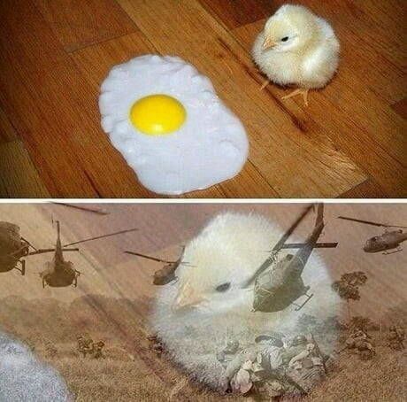 egg
