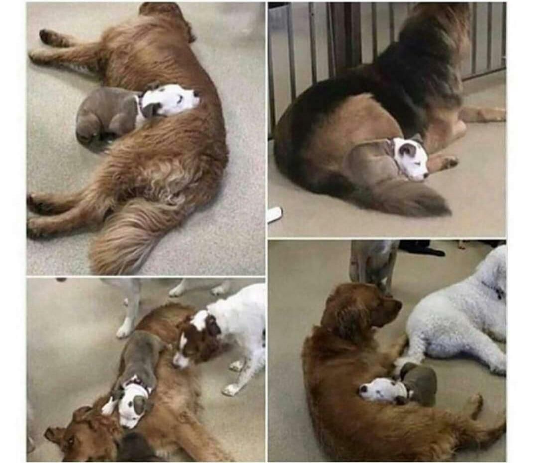 Dog finds the fluffiest dogs in daycare, so she can nap on them.