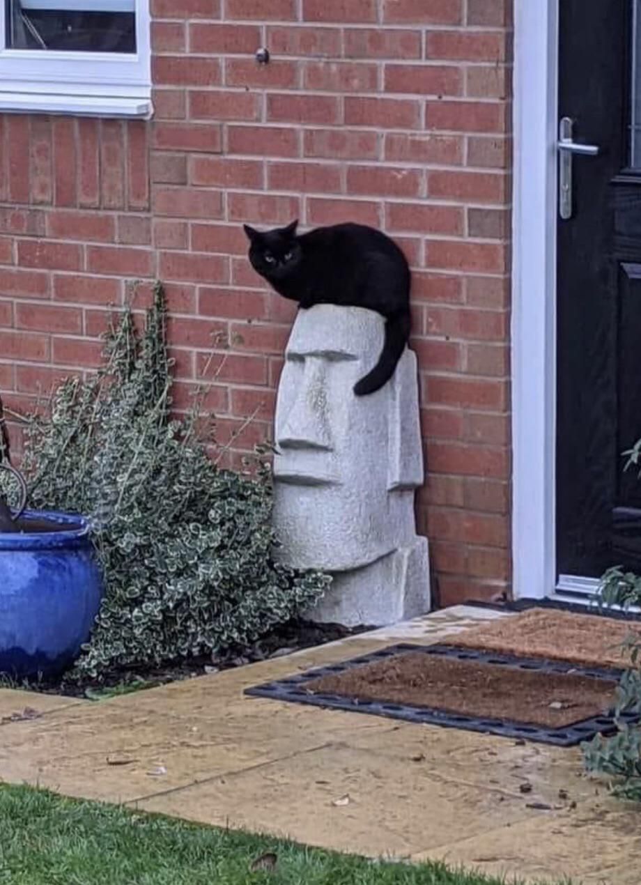 This cat makes this statue look like Elvis...