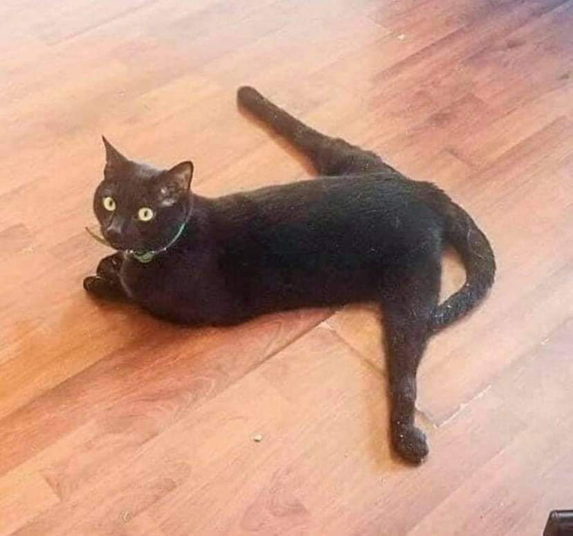 My cat started doing some Gymnastics