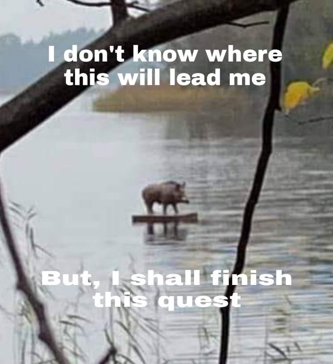 boar