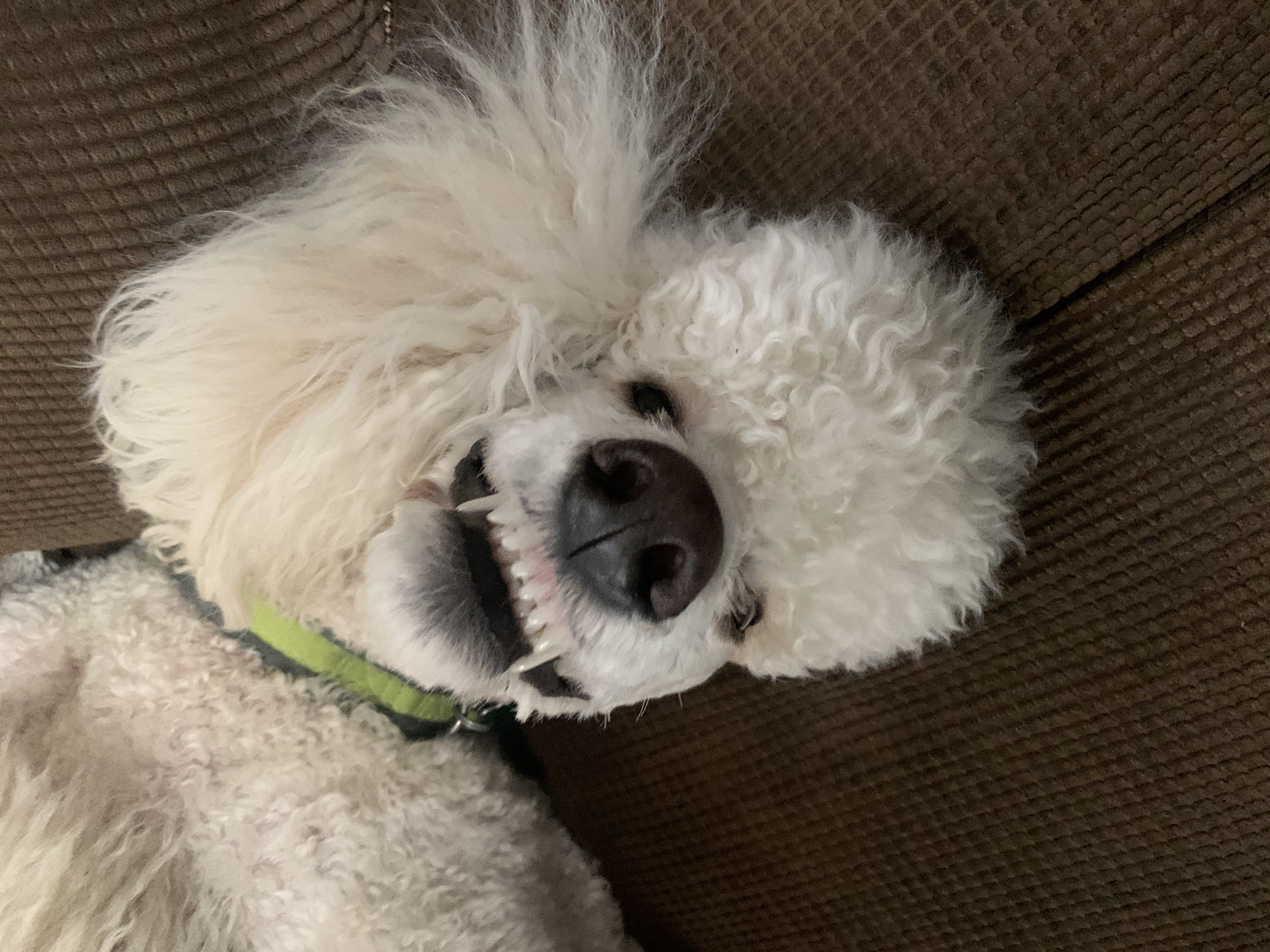 Let’s take a break from sh*t posting for a moment and appreciate this dog