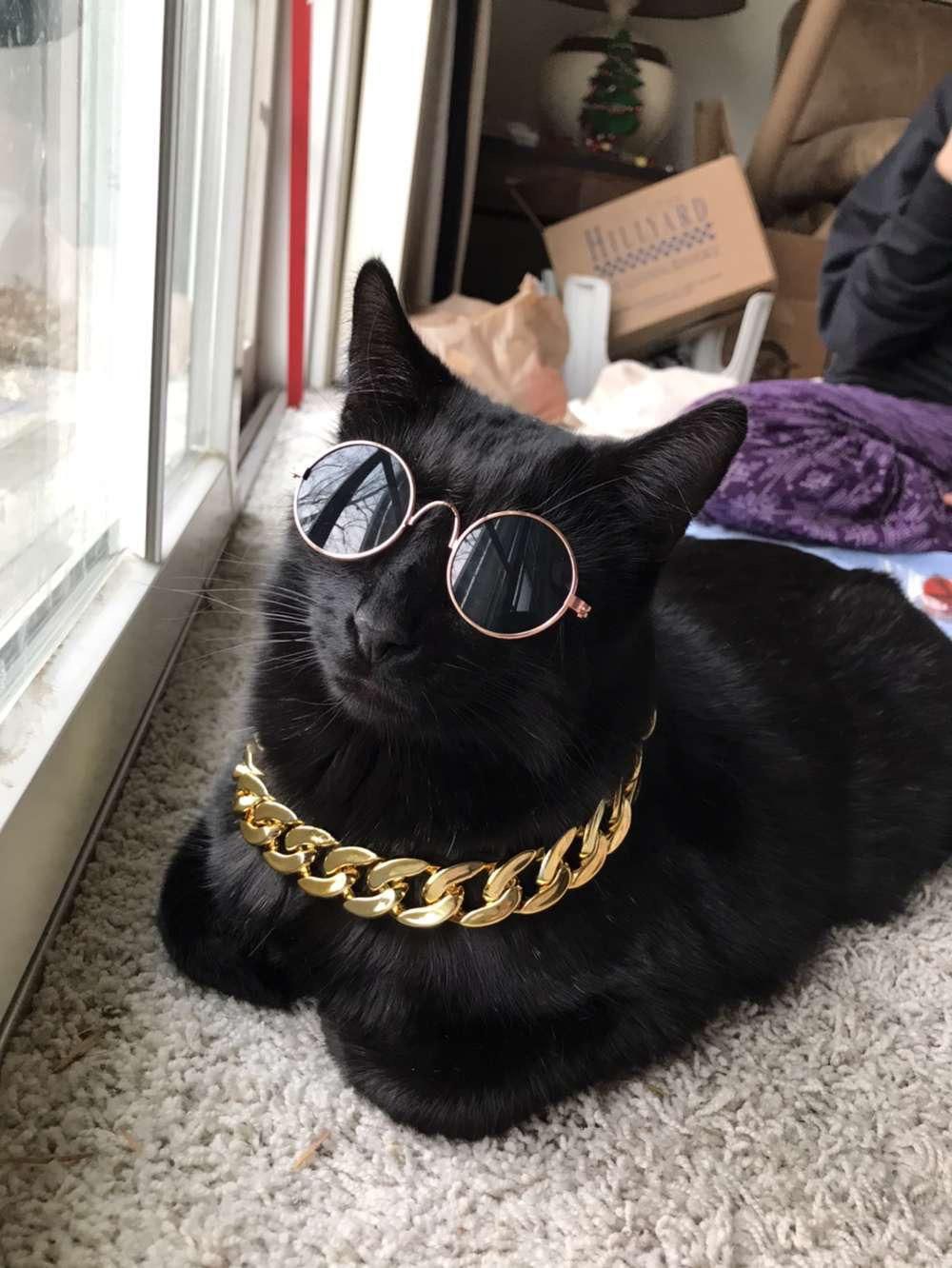My little sister bought accessories for her cat. This is the result. Thug Lyfe