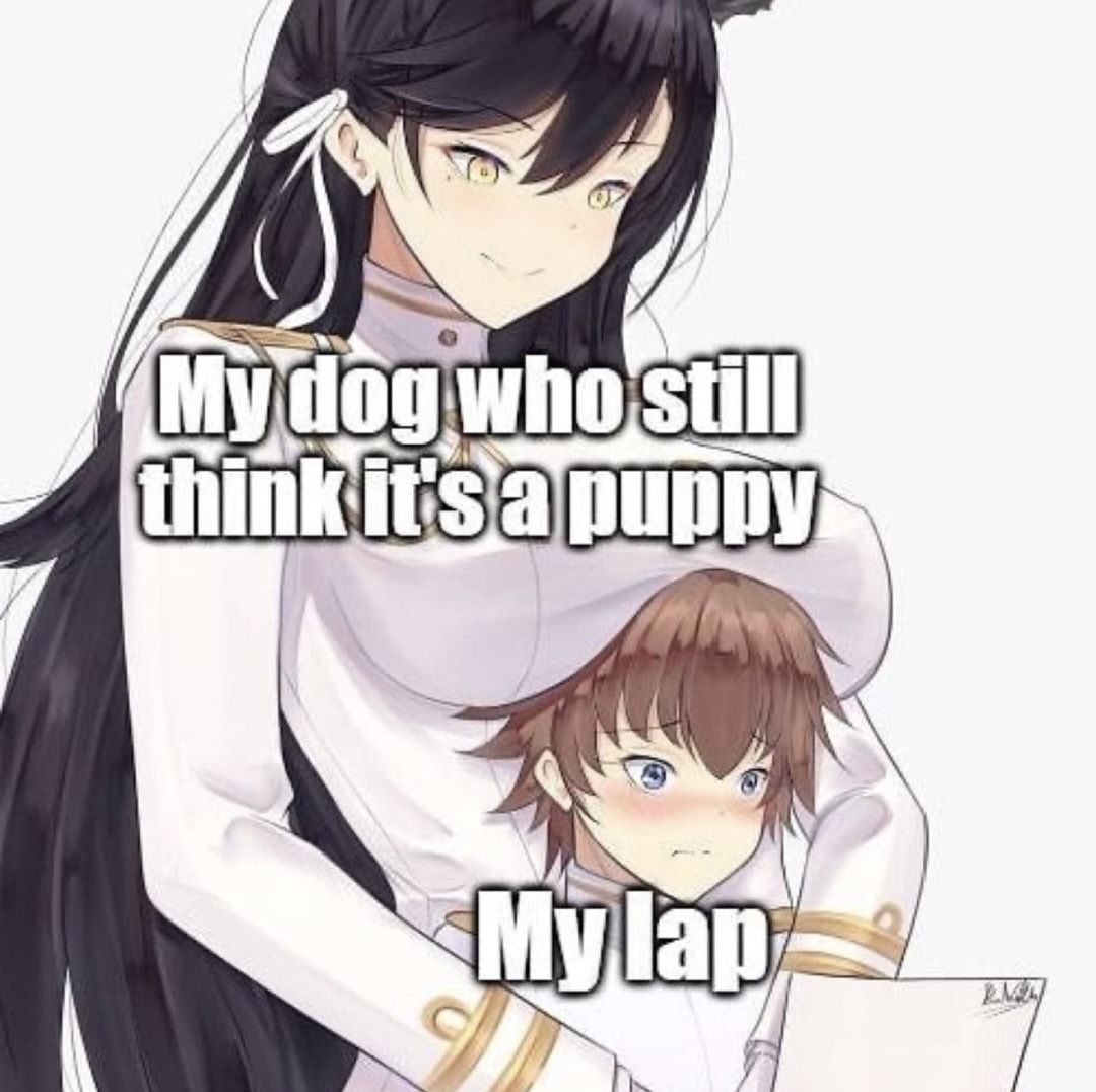 My dog