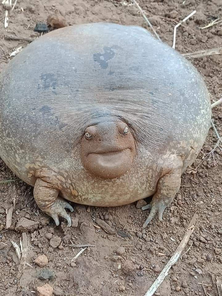 Who lost this chonk?
