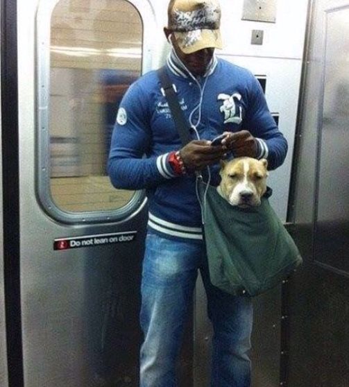 NY subway system bans canines unless they can fit in a small bag, so this guy trained his pit-bull to calmly sit in this small bag.