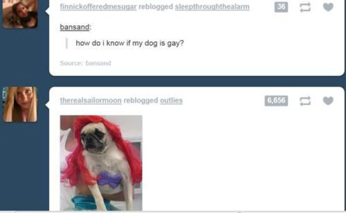 Dogs are getting weirder