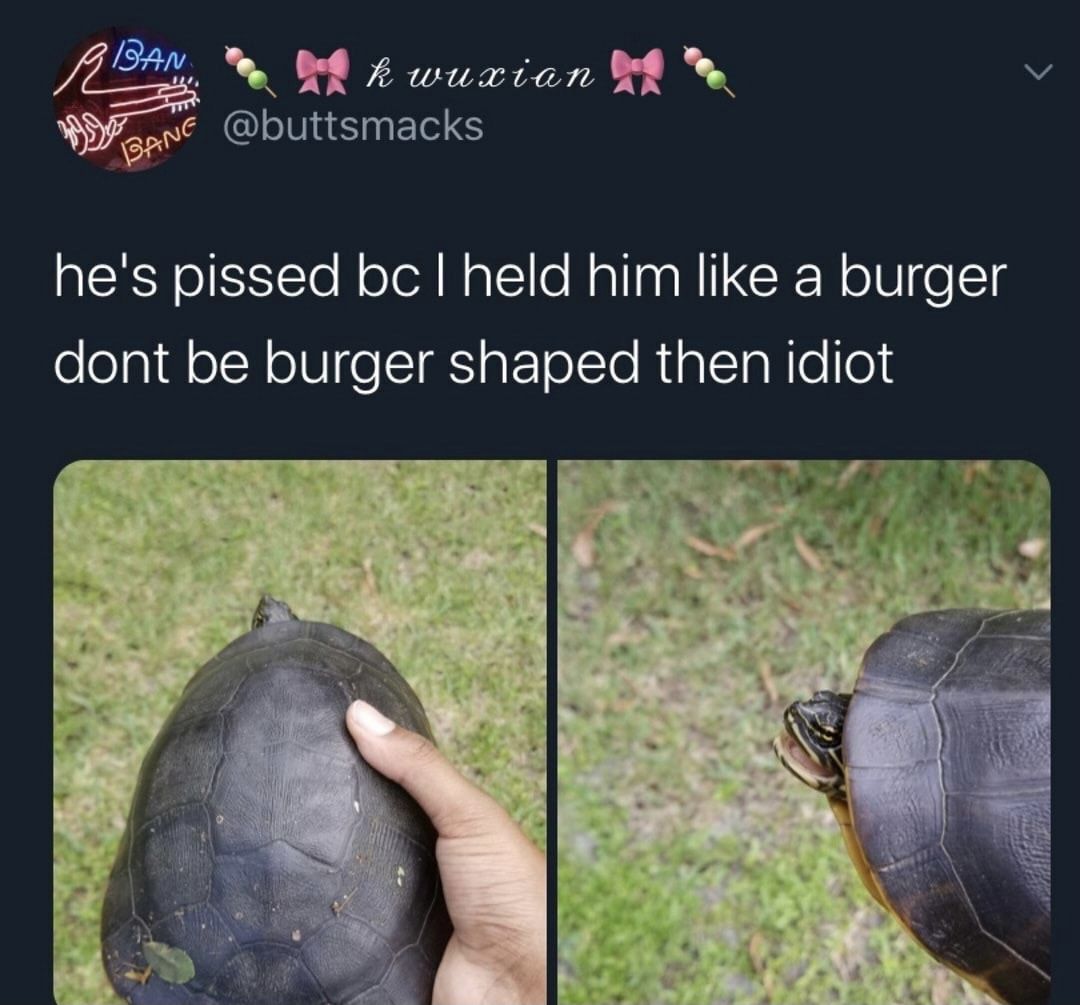 Lol stupid turtle