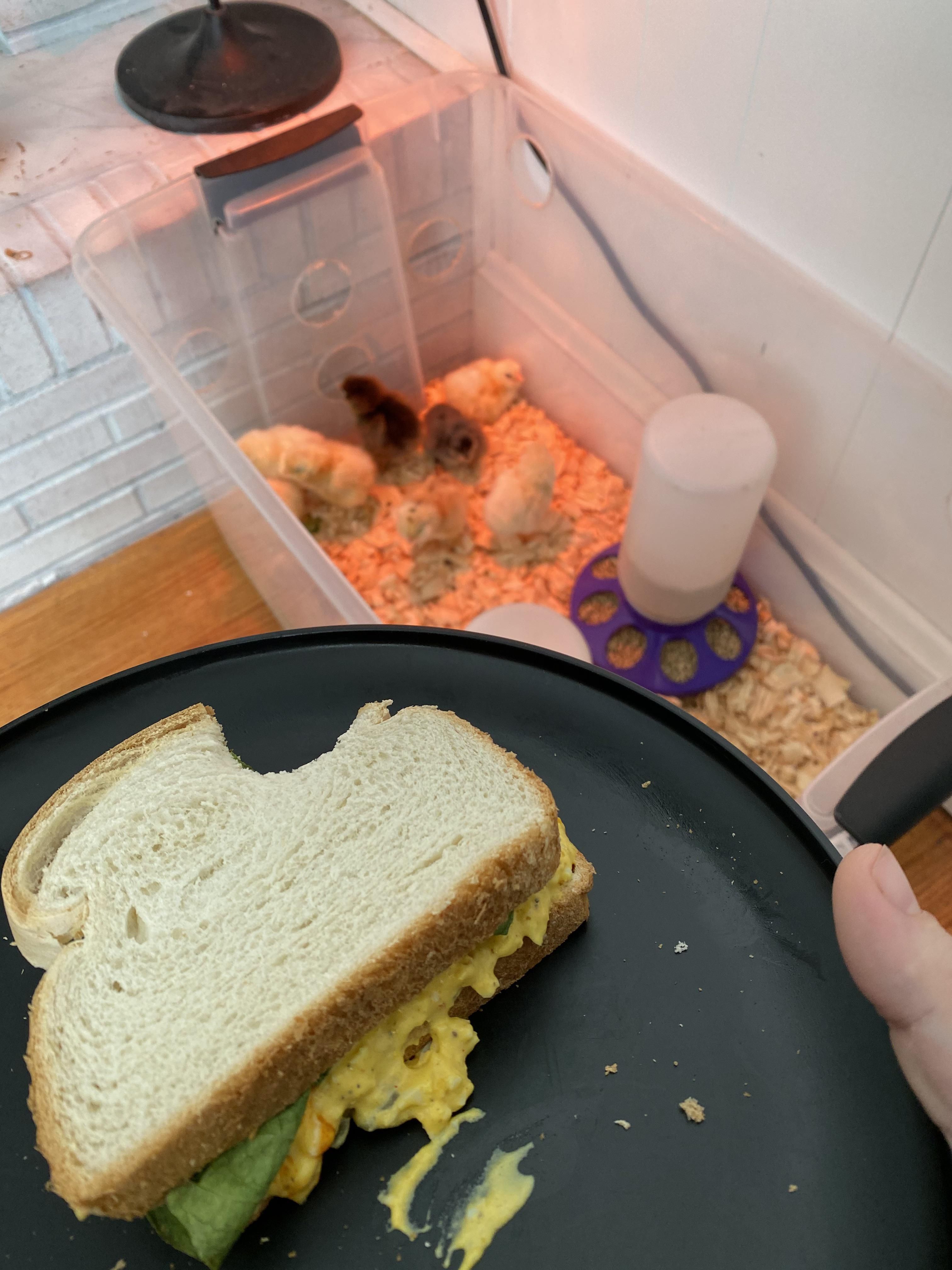 Day 0 - Training begins... eat egg salad sandwich in front of them to display dominance, installing yourself as the Alpha.