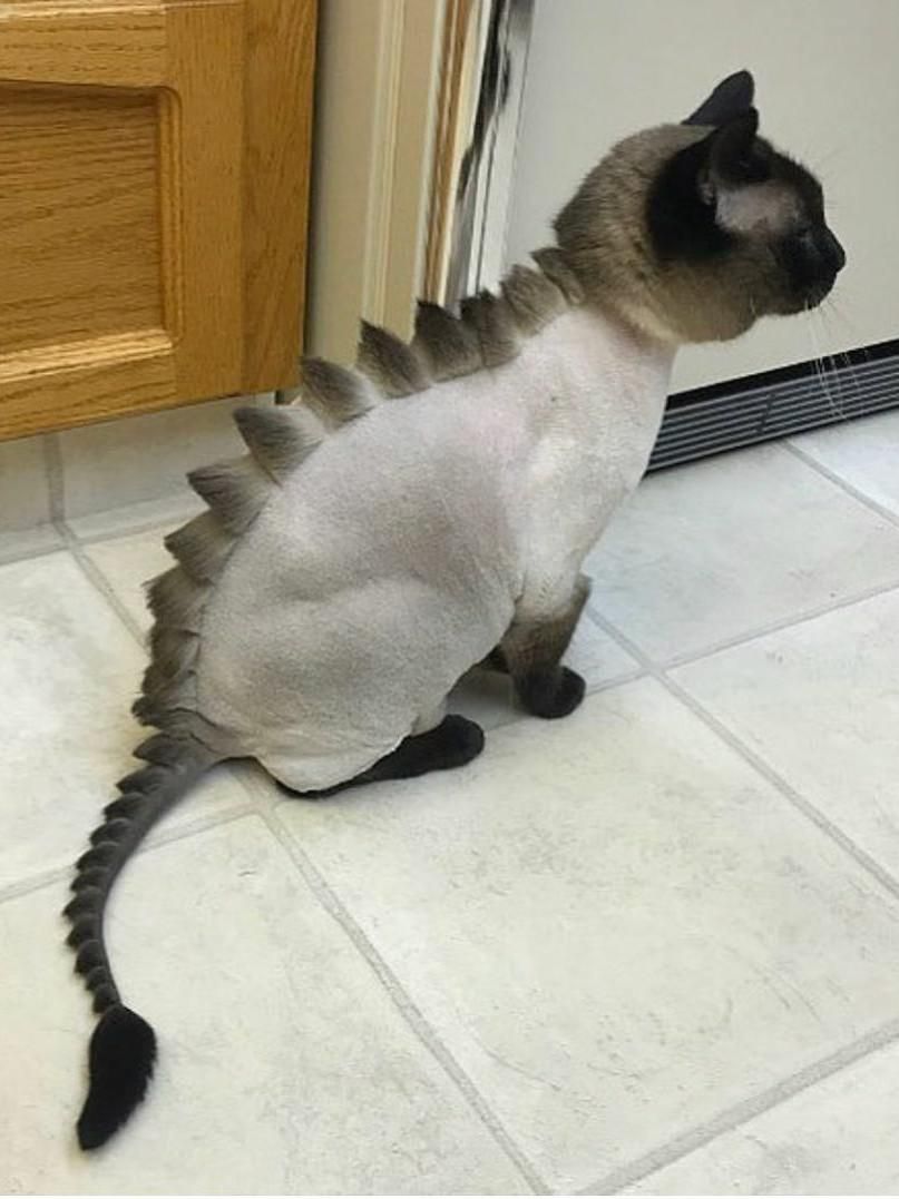 I spotted an elusive stegosaurus cat