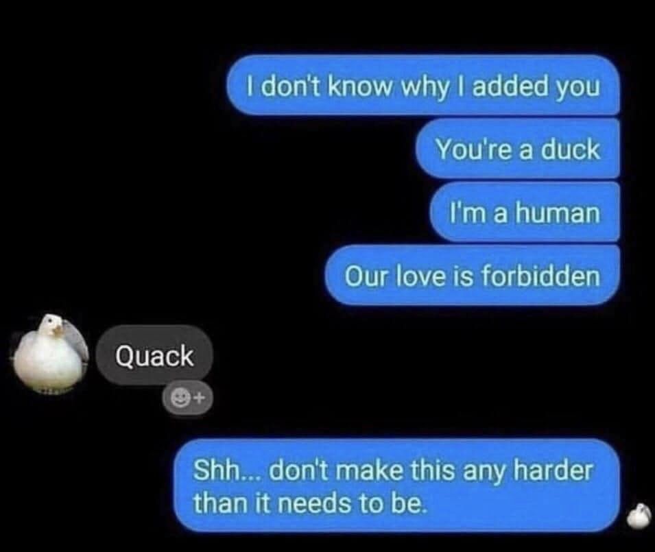 For all you duck lovers out there