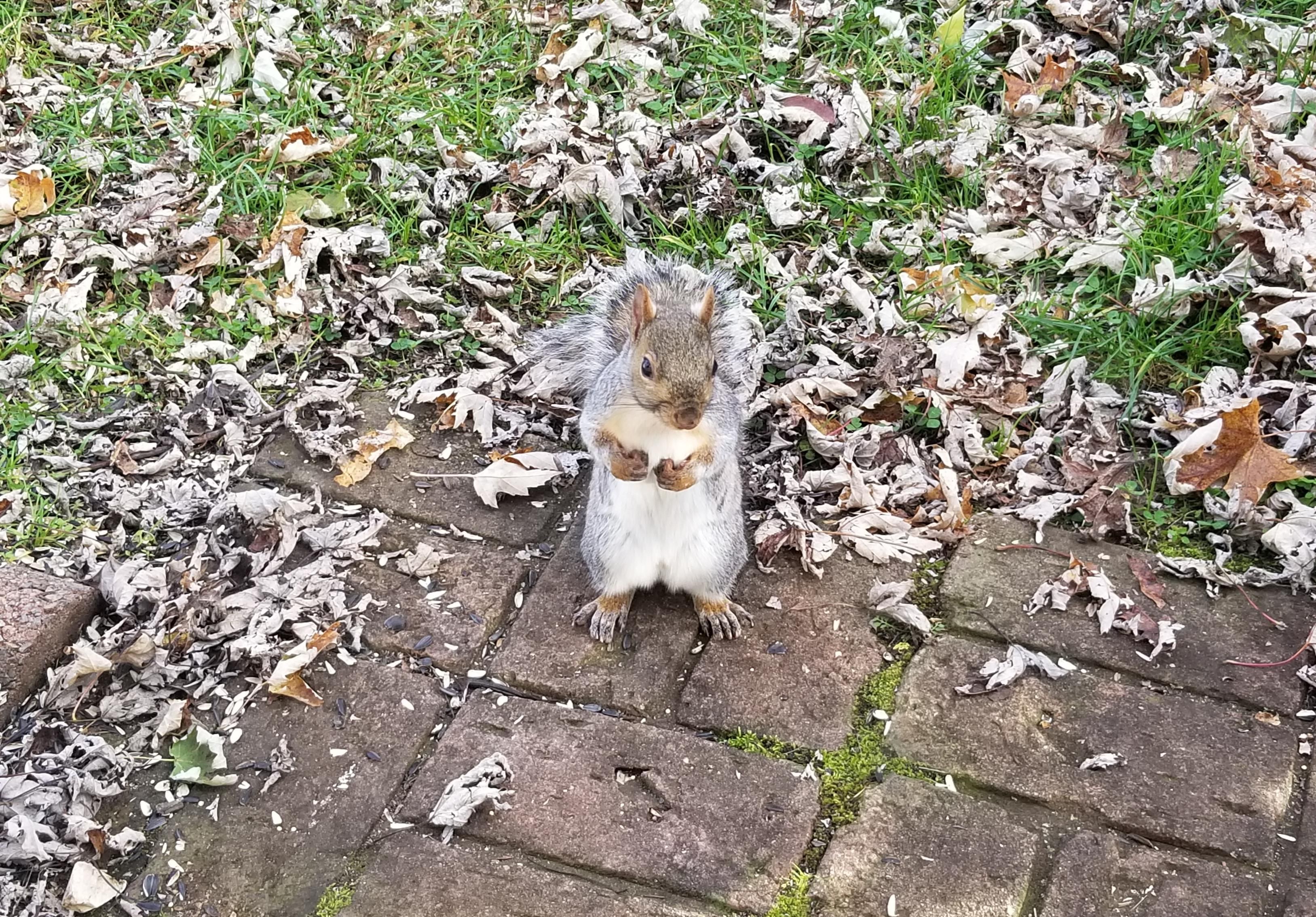 So almost every day for the last two weeks, this one squirrel just comes to the door and rubs its nipples