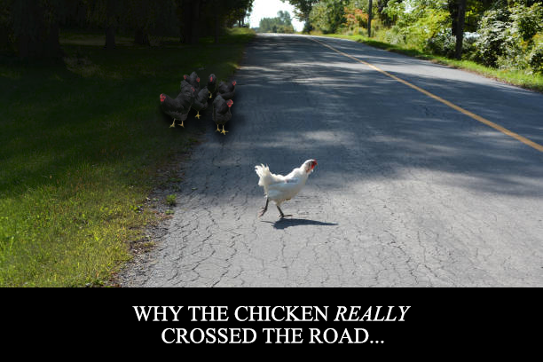 Why the chicken really crossed the road