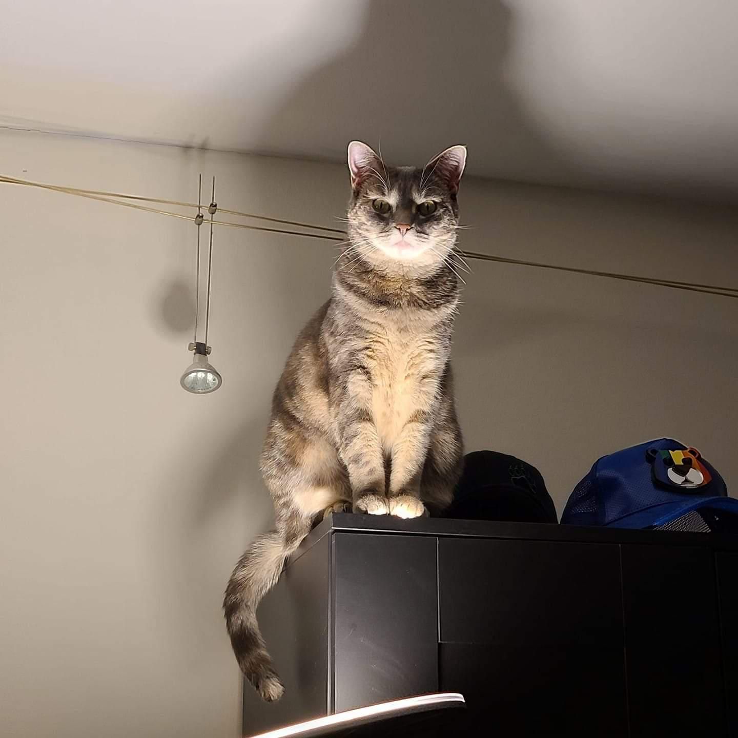I got a new lamp... then the cat did this.