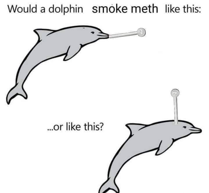 dolphin biden