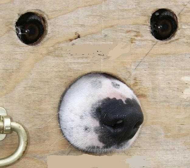 gloryhole