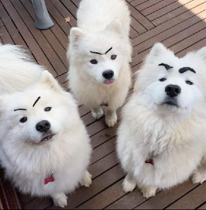 adding eyebrows to Samoyed's