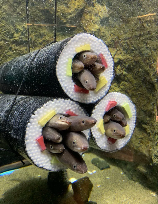 "Aquarium Installs Sushi Roll Cylinders For Eels To Slide Into."