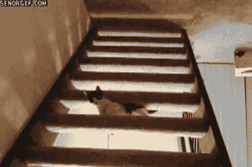 Cat in space