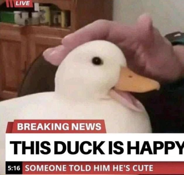 happy duck is happy