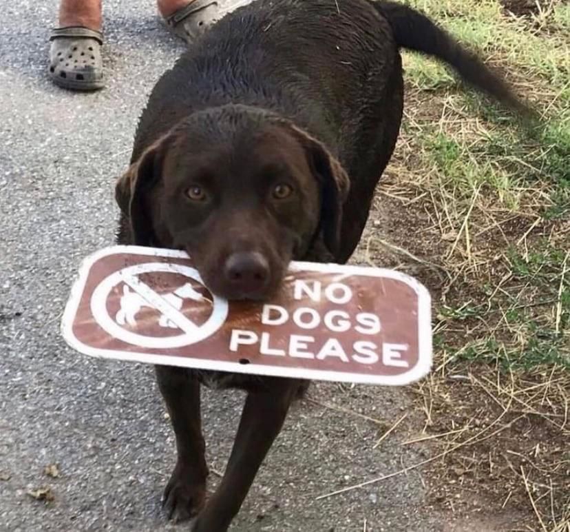 No dogs no peace