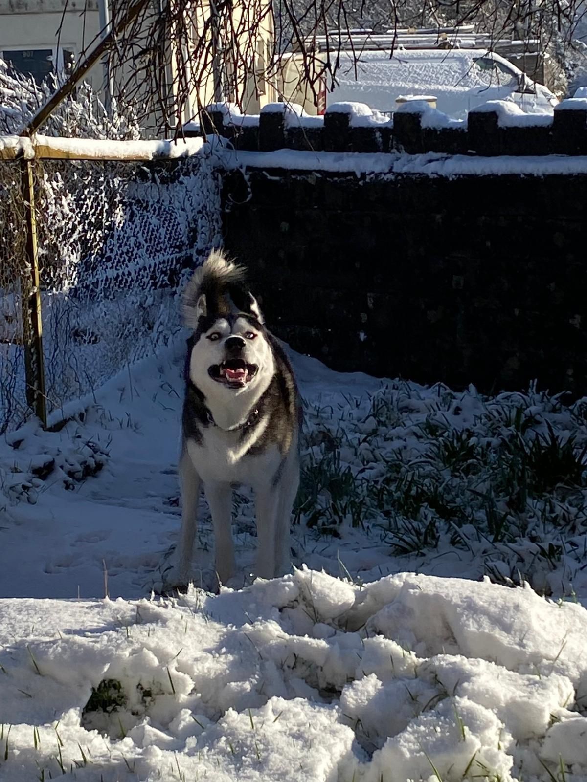 My Siberian husky’s first time in the snow! Look how happy he is