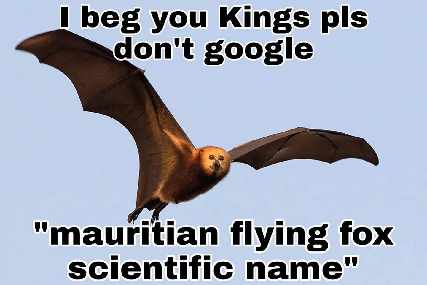 I don't give a flying fox