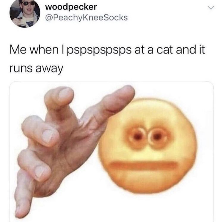 Why do you do this cat!