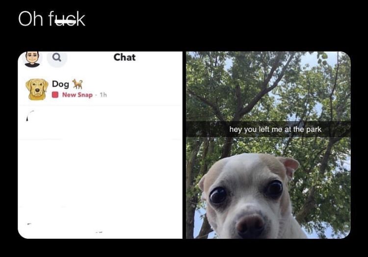 *angry woof woofs