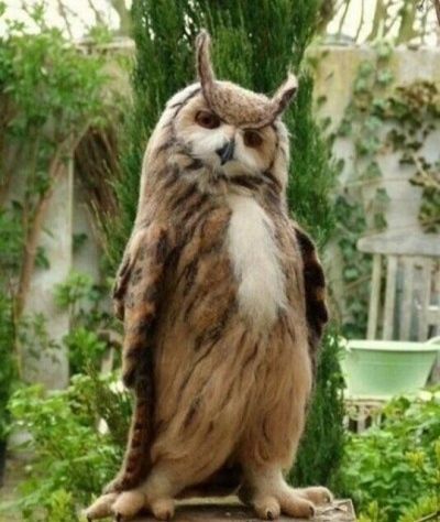 You will never be cooler than this Owl