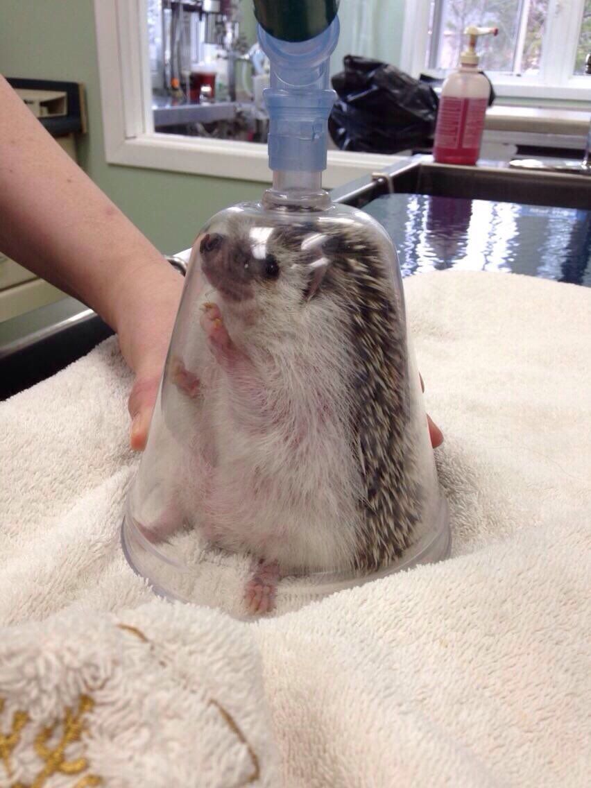 Today I learned how they anaesthetise hedgehogs ￼