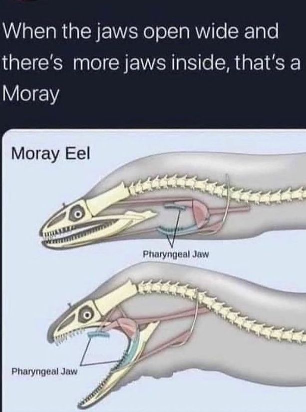 deepthroat