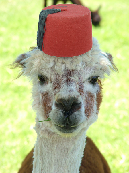 LlamaWithHat is that you?