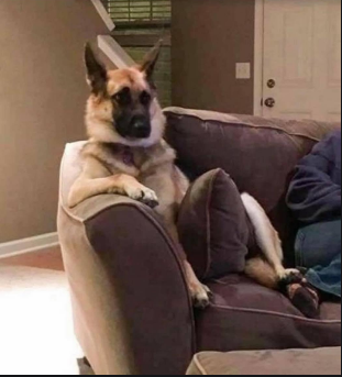 other peoples -" I do not let my pets on the furniture" ----------- this is Our Dog