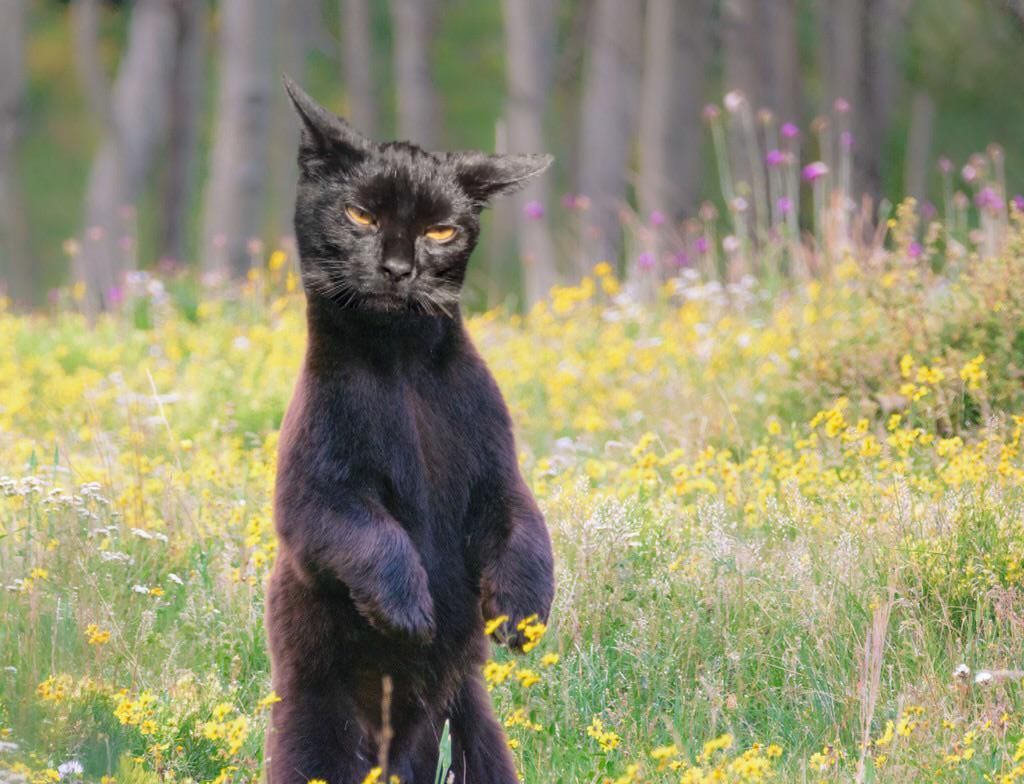 I also like to photoshop my cat’s face on bears.