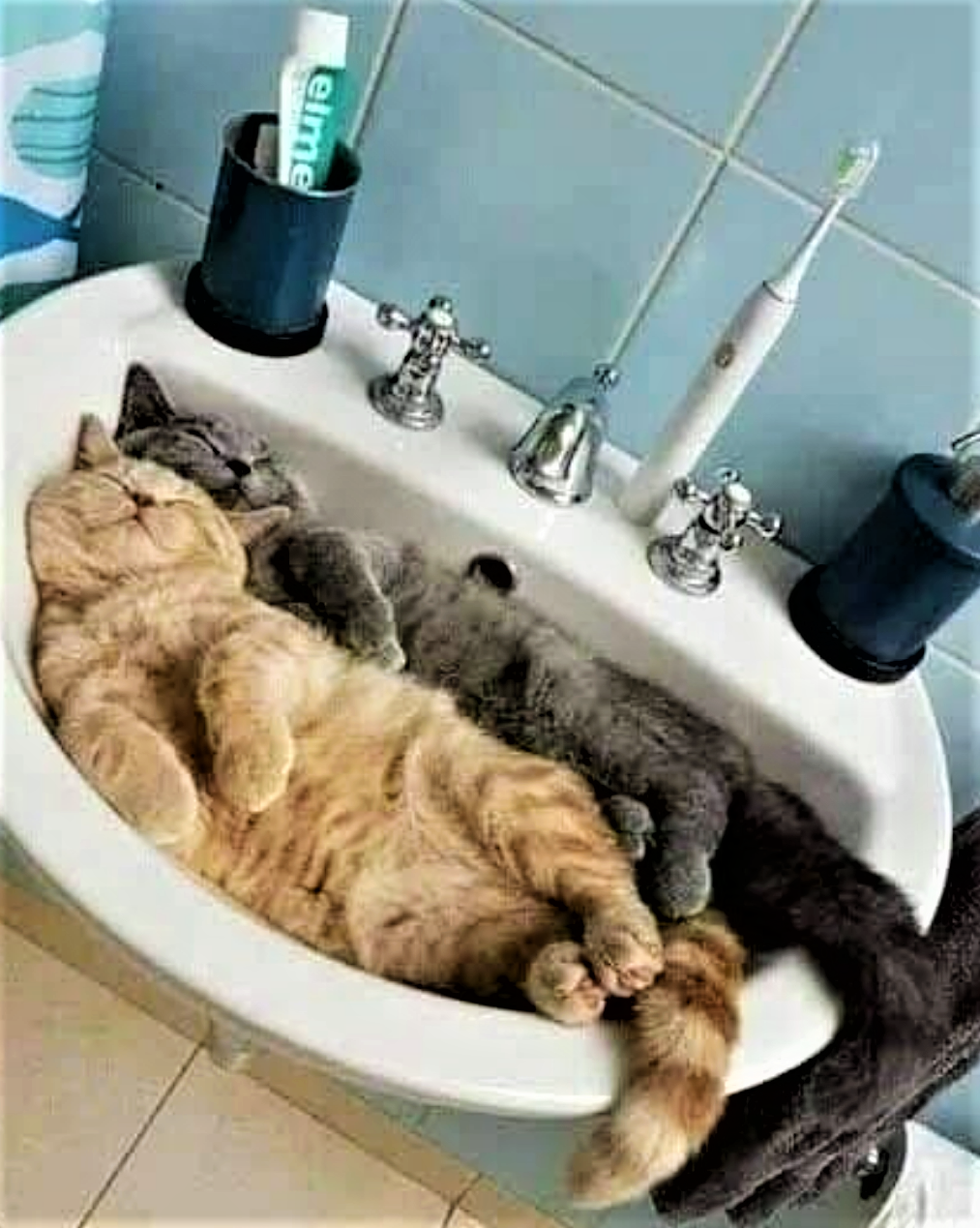 Too much catnip the night before!
