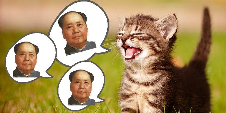 Mao mao mao