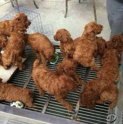 Rare crispy-coated-chicken dogs