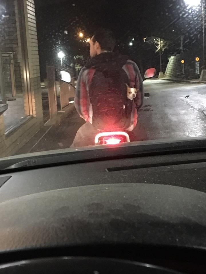 That time I was at the McDonald’s drive through and got side eyed by a dog in a backpack.