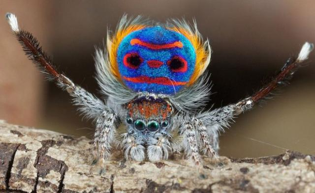 Beautiful spider (is that possible?)