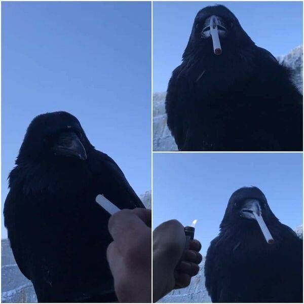 crow