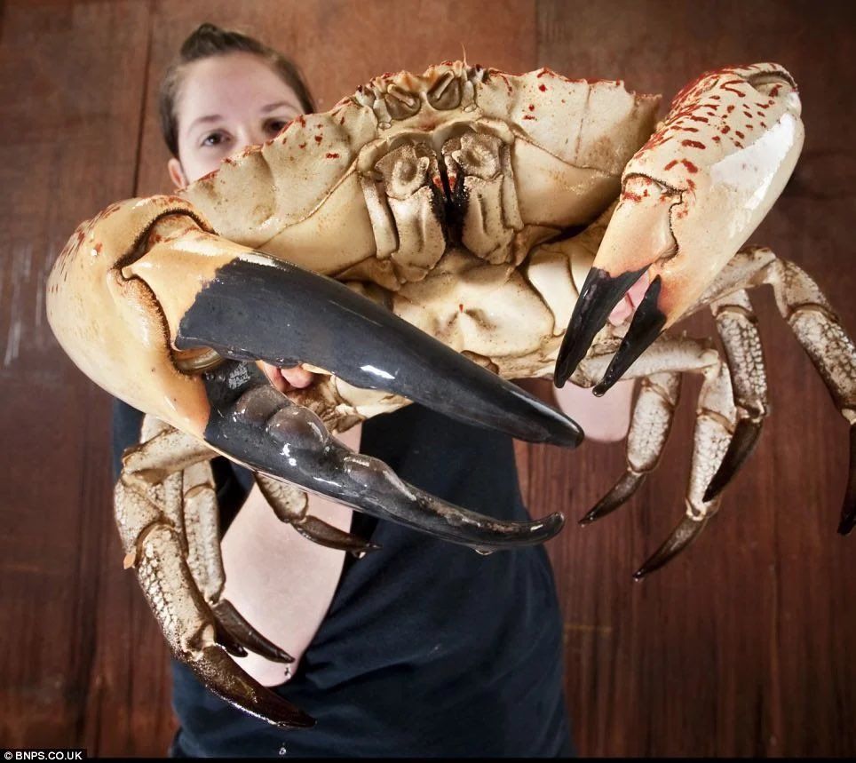 May I offer you CRAB in this trying time?
