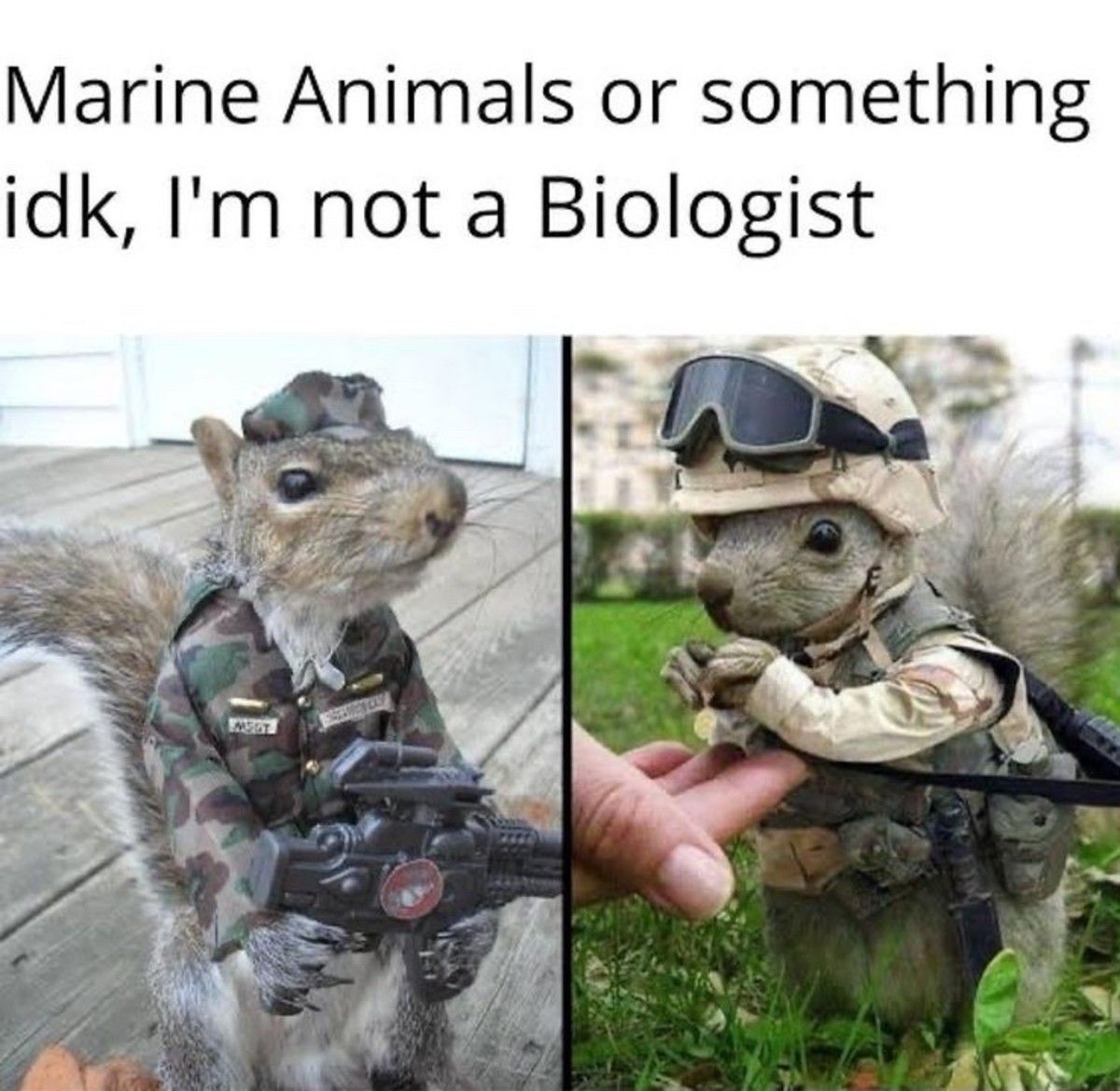 Army Ants and Navy Seals