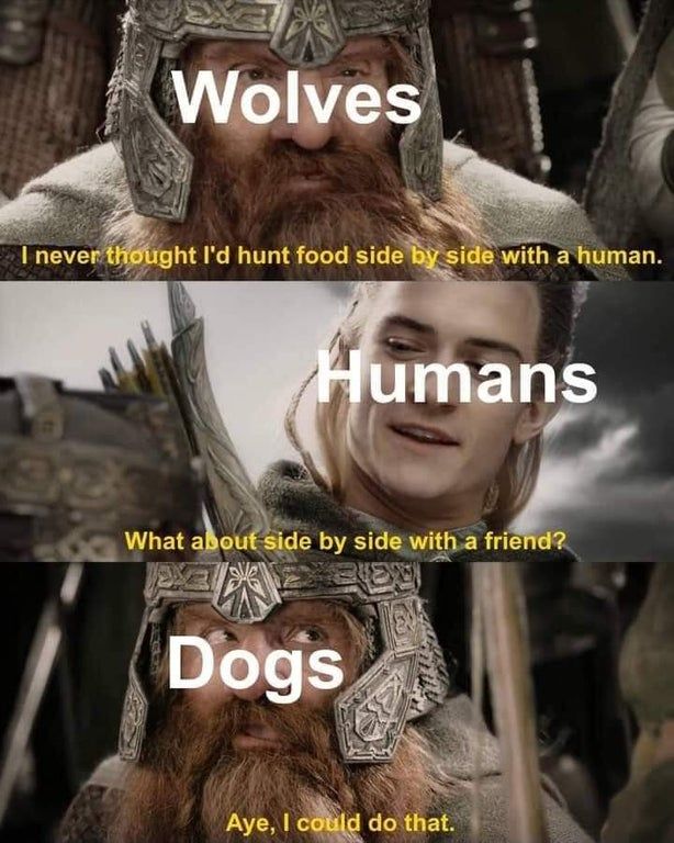 And then people breaded little shit dogs