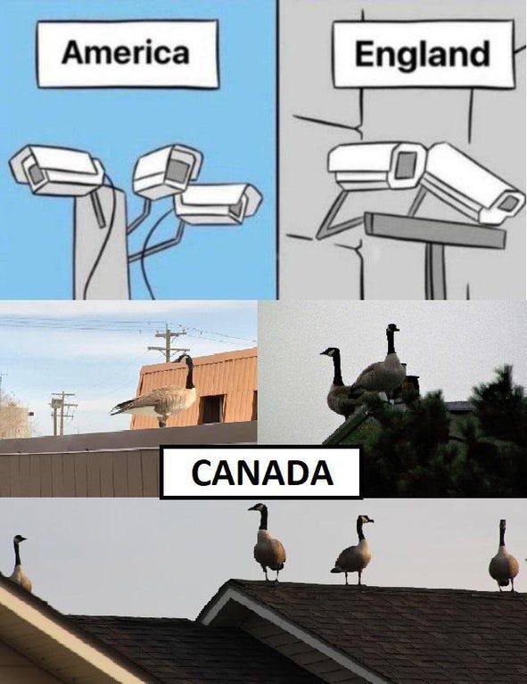 The geese are always watching
