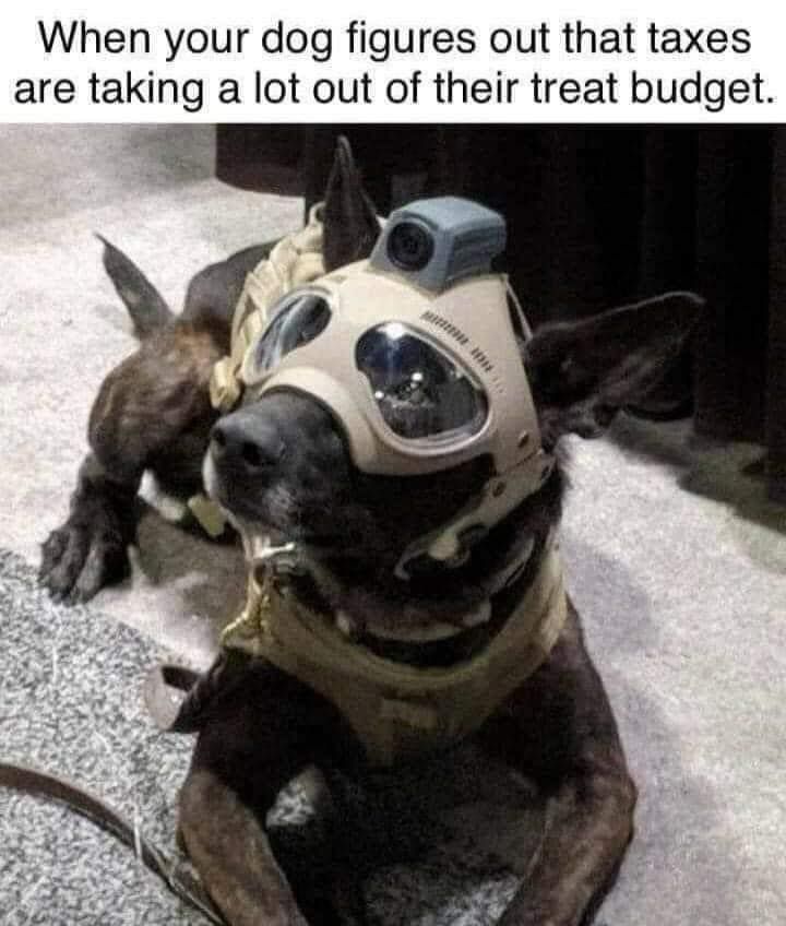 damn brehs that dog is hella cool